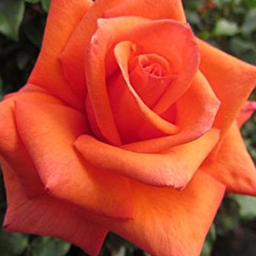 Rosa Wonderful You™ - rosa de fragancia discreta - Árbol de Rosas Híbrido de Té - rosal de pie alto - naranja - Edward Smith- forma de corona de tallo recto - Rosal de árbol con forma de flor típico de las rosas de corte clásico.